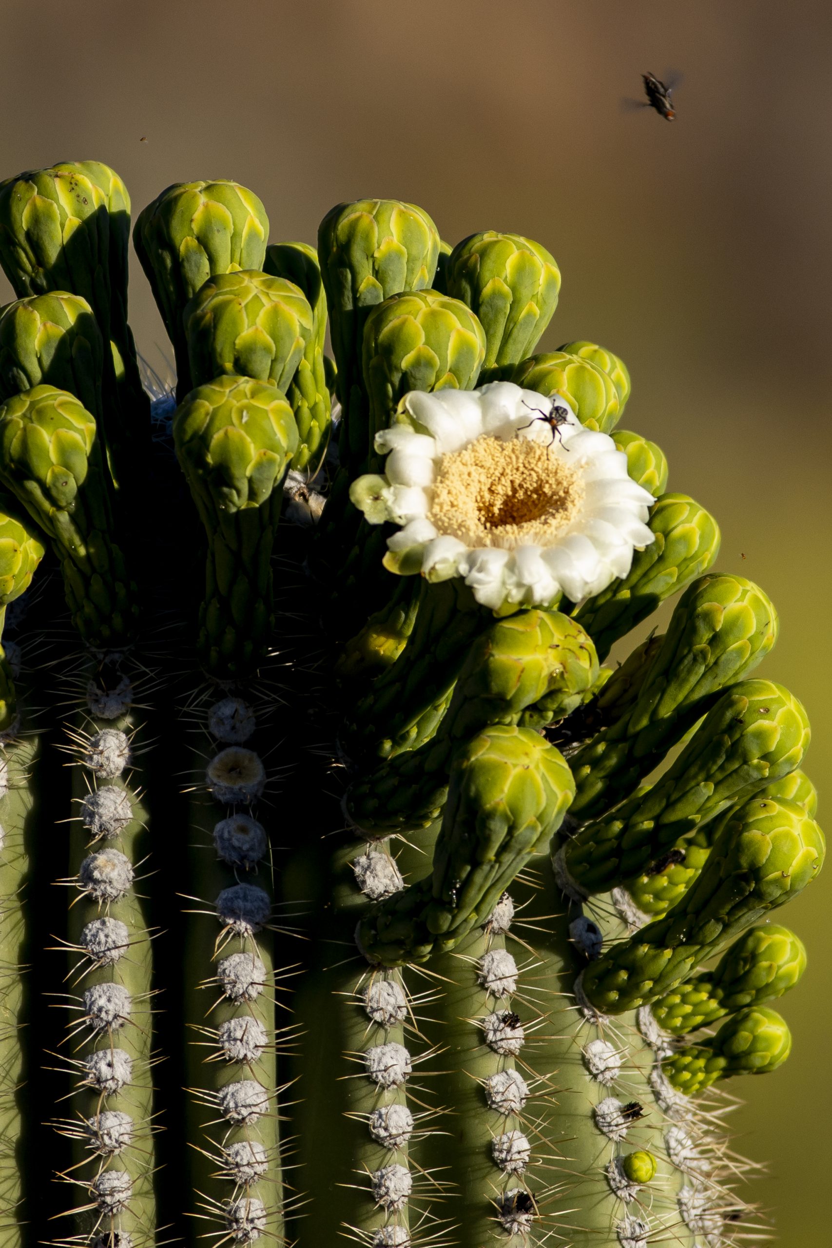 2020 blooming saguaro