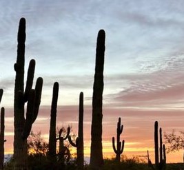 Tall Cacti Saguaro